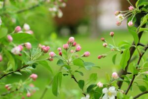 Read more about the article Tips til dig der ønsker egne frugttræer i haven