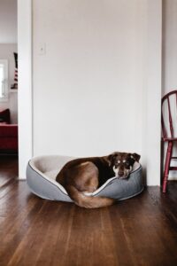 Read more about the article Har din hund svært ved at være alene hjemme – find eventuelt hjælpen med en hundelem